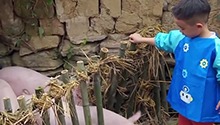第8期：Jasper学猪鼻子萌翻应采儿