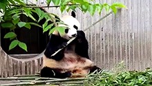 鑫鑫日记之三入三出家门