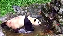 福宝锻炼打卡中