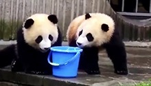崽崽和饲养员的温馨日常